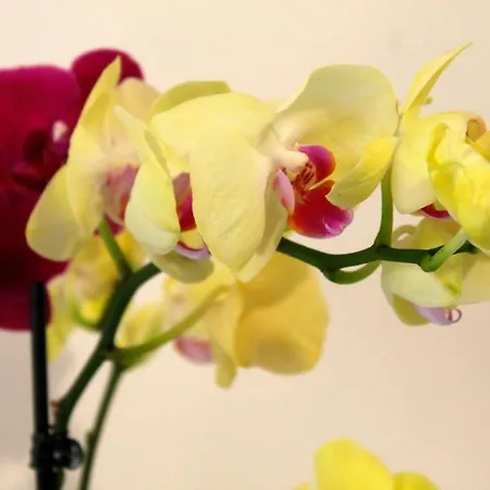 Bed & Breakfast Le Orchidee